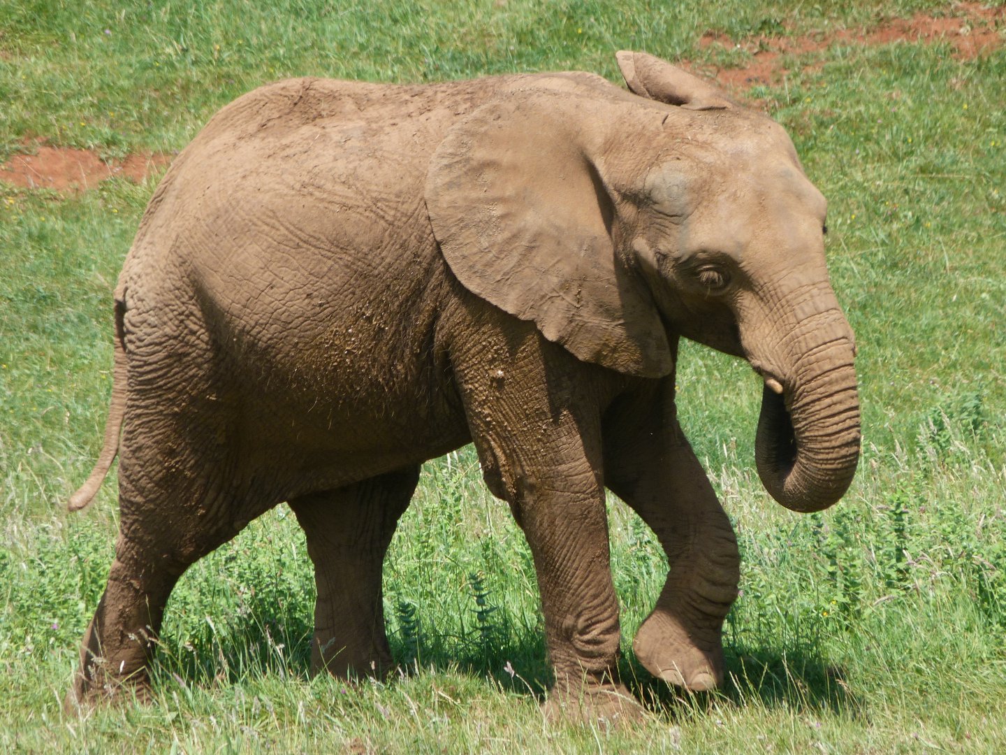 African bush elephant -Parque de la Naturaleza de Cabárceno (2025)