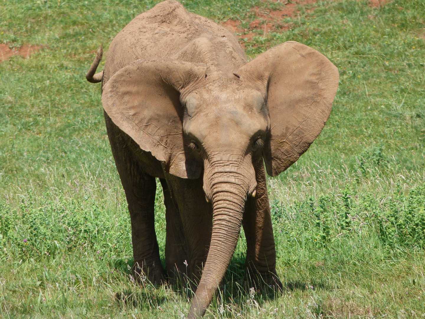 African bush elephant -Parque de la Naturaleza de Cabárceno (2025)