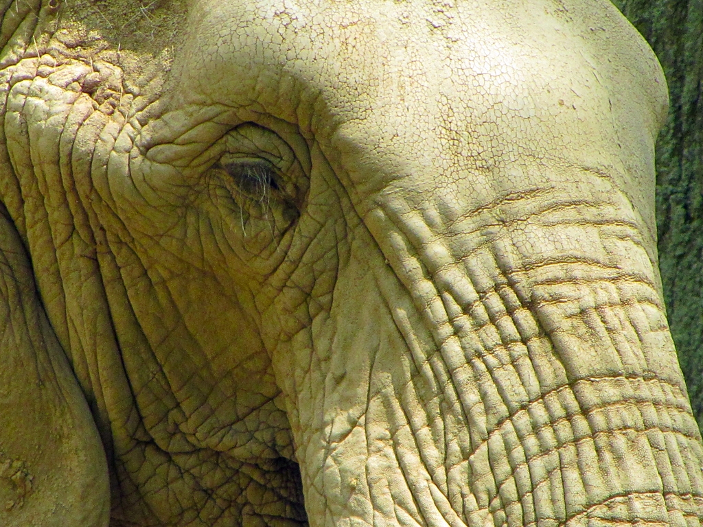 African Bush Elephant Profile