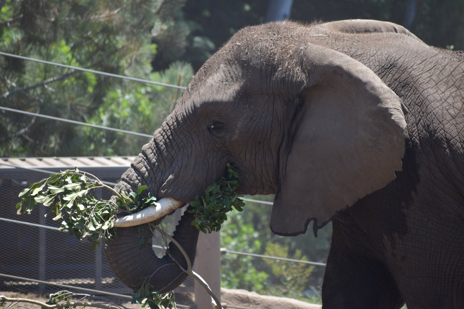 African Bush Elephant Profile