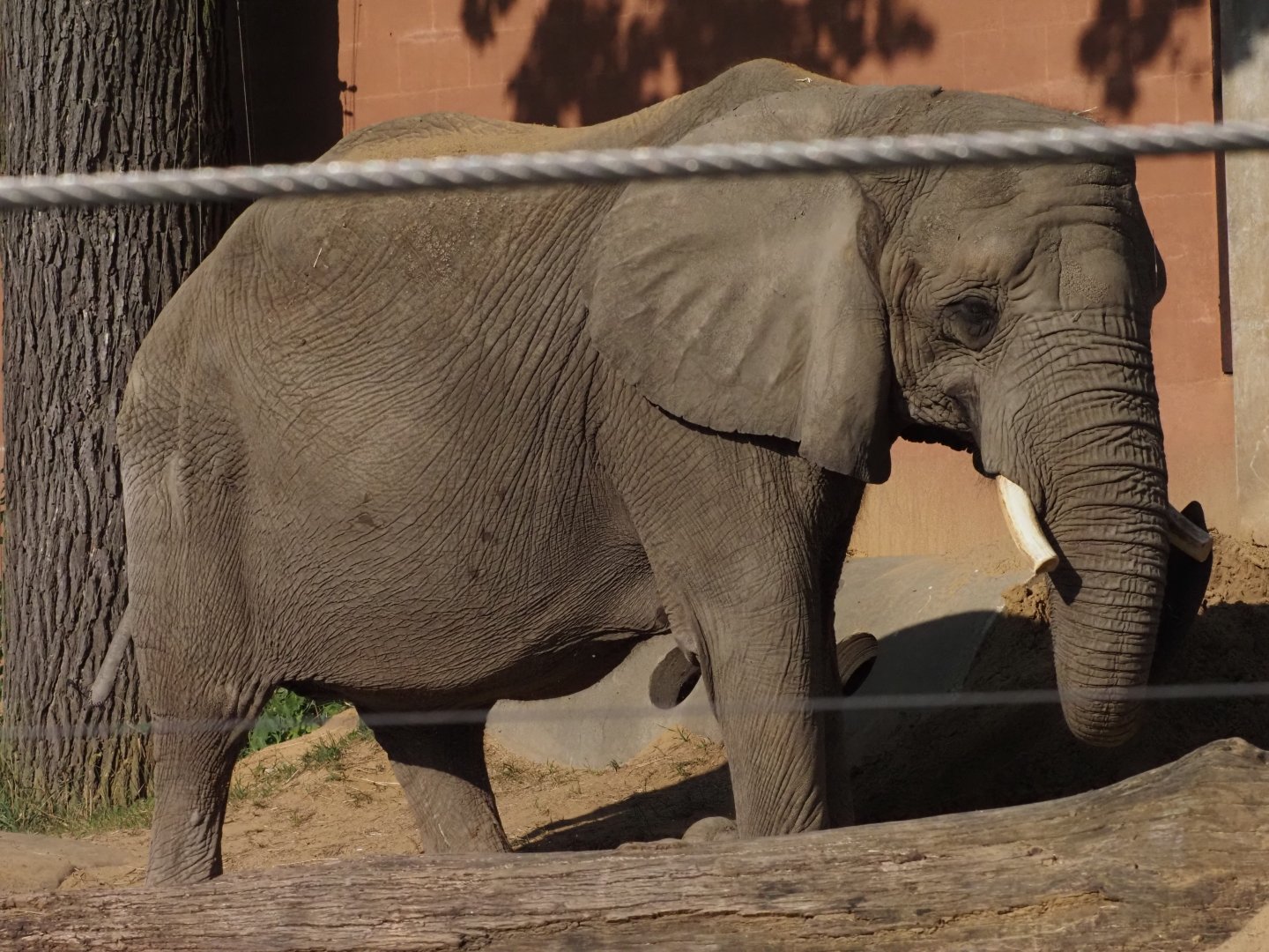 African Bush Elephant "Renee"