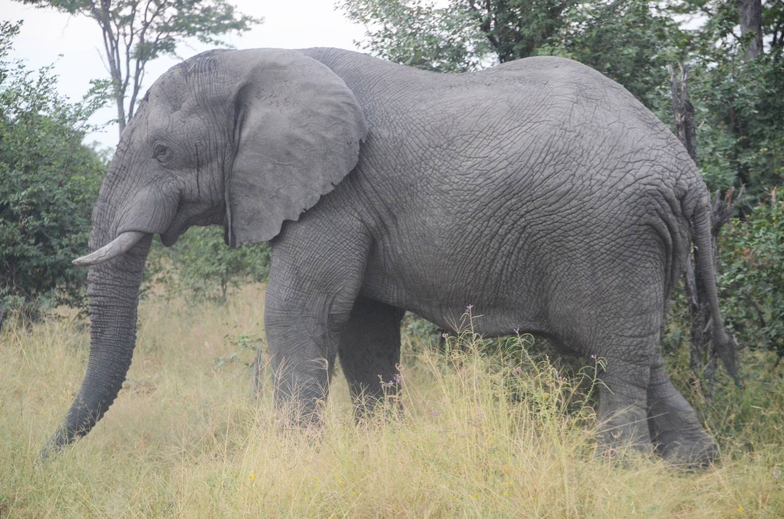 African Bush Elephant, Road to Khwai Community Area, Botswana, 23/04/16
