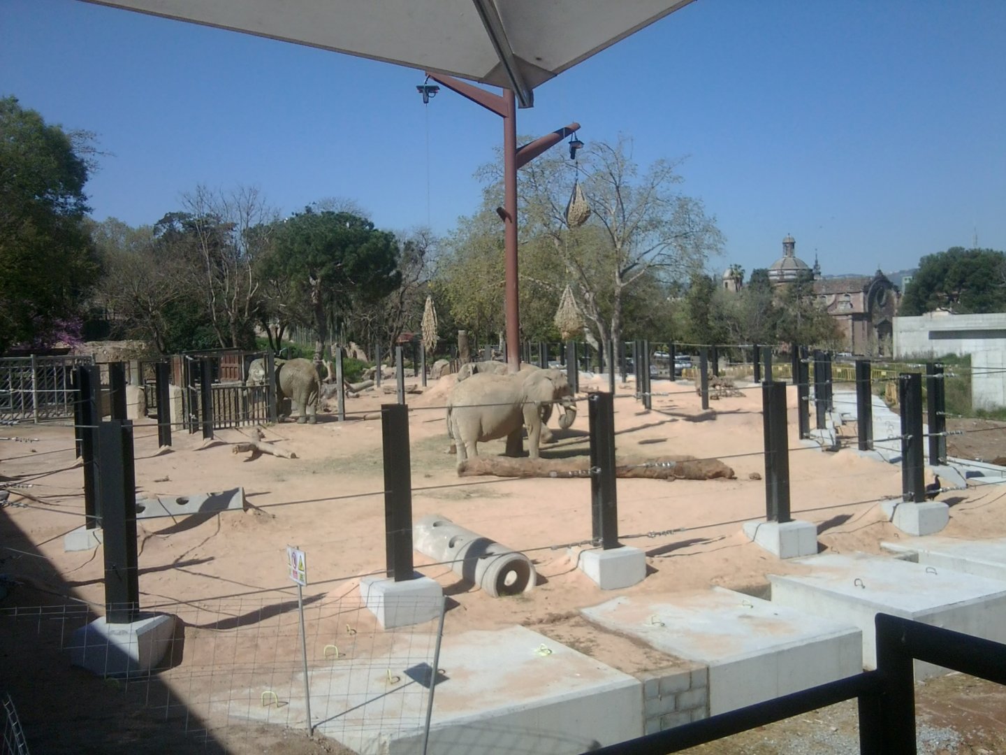 African bush elephant savanah