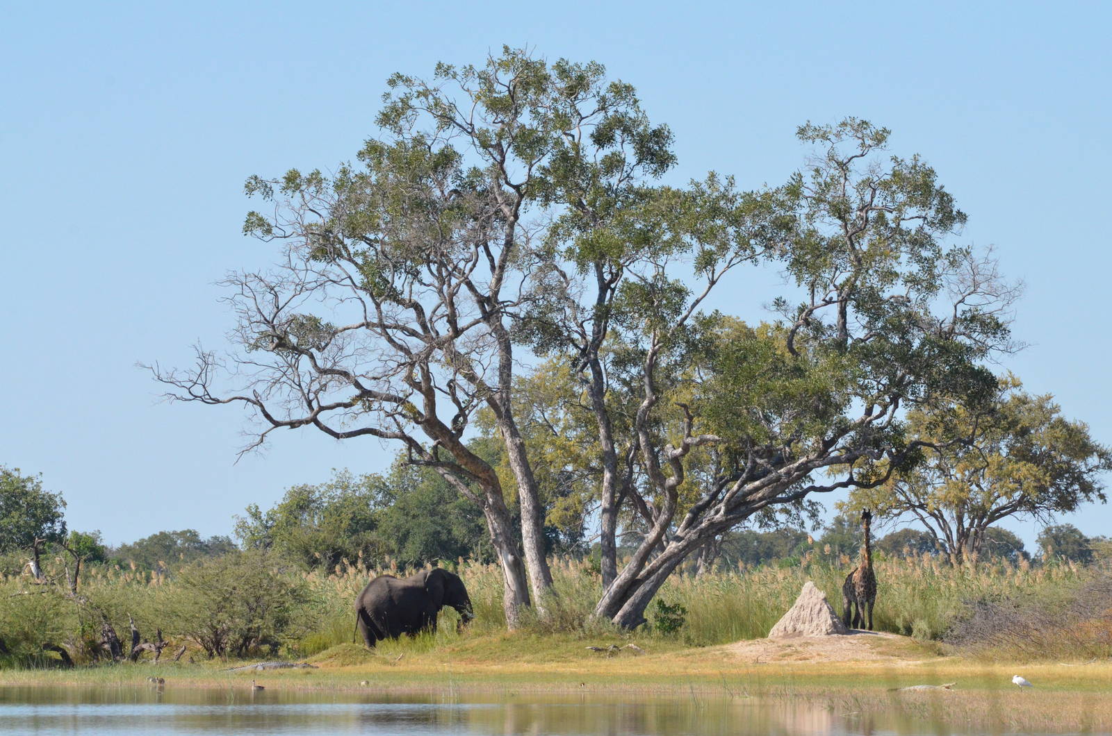 African Bush Elephant, Southern Giraffe, Nile Crocodile and Others, Moremi
