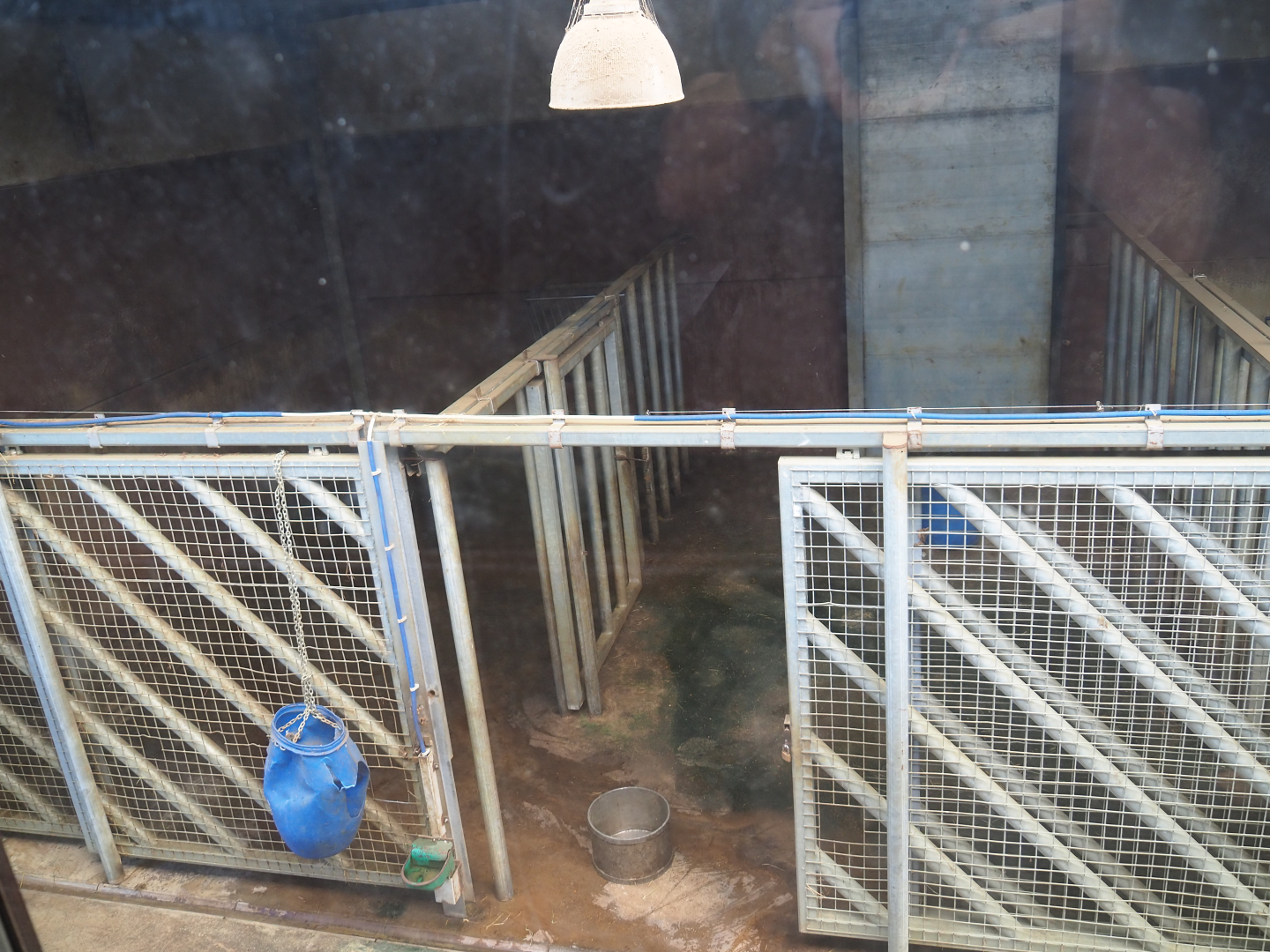 African bush elephant stables, 2019-08-04