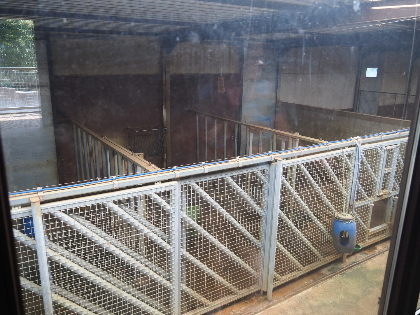 African bush elephant stables, 2019-08-04