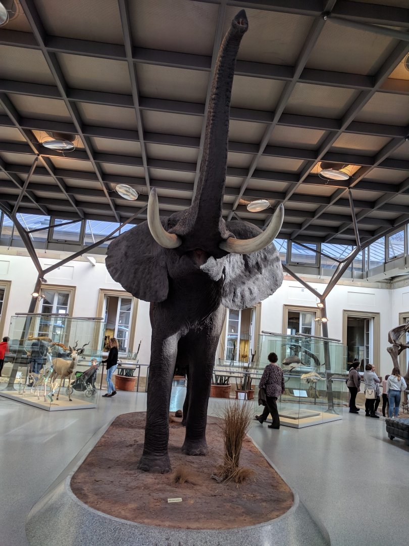 African Bush Elephant Stuttgart Natural History Museum 2019