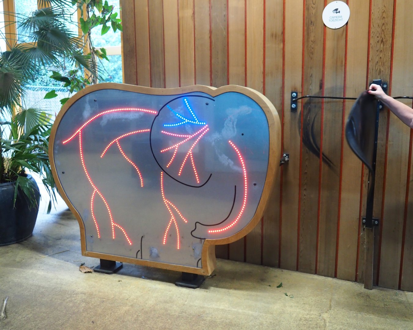 African bush elephant thermoregulation display, 2023-08-17