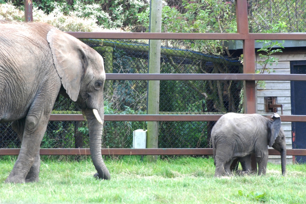 African Bush Elephant with Calf at Howletts, 30/08/14