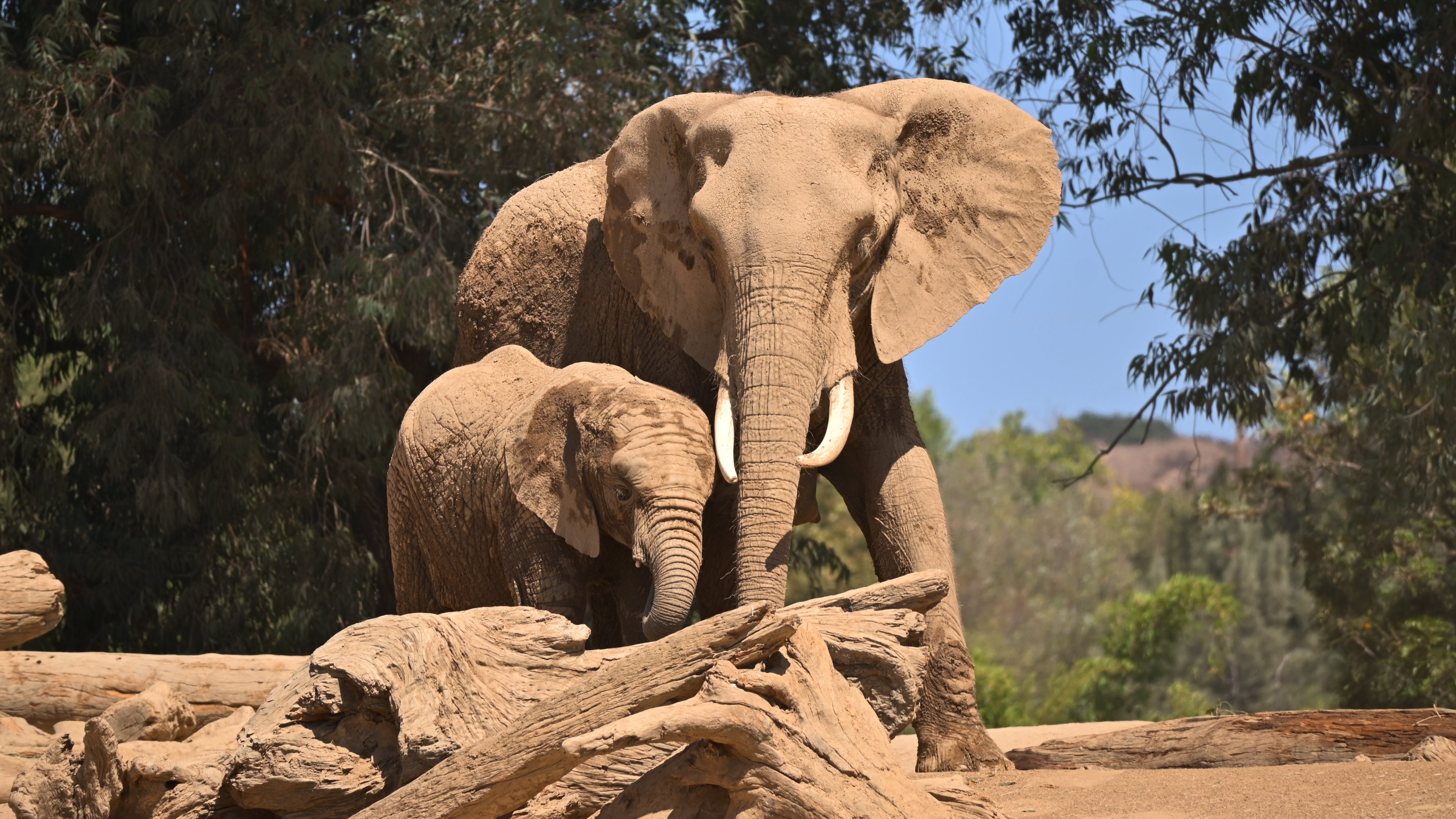 African Bush Elephant with her calf