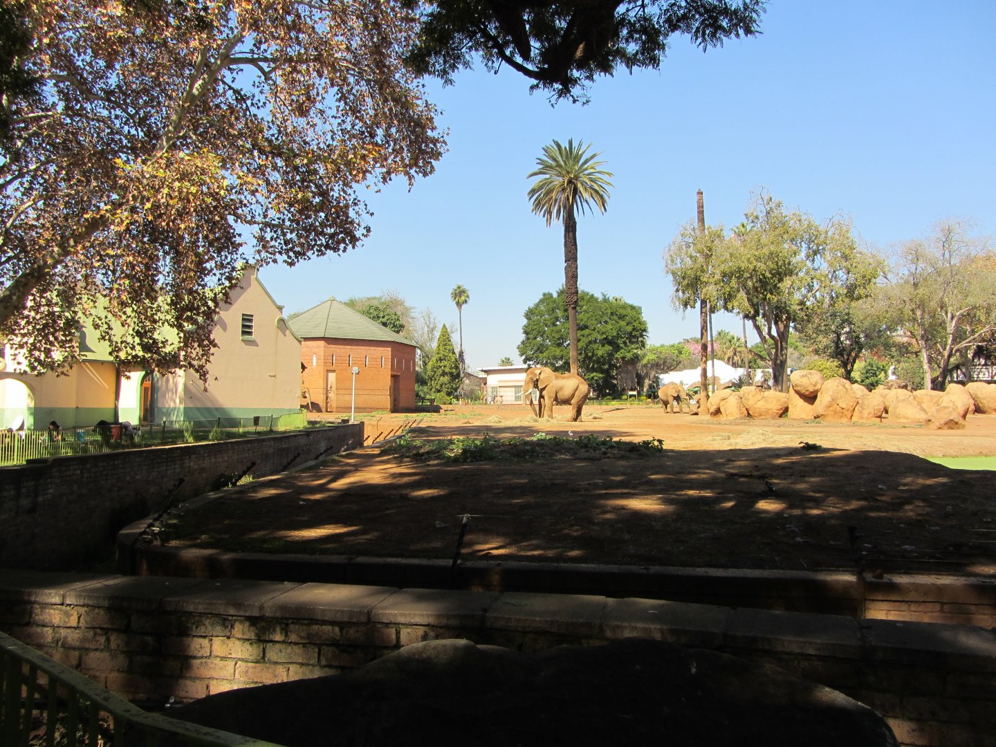 African Bush Elephant Yard