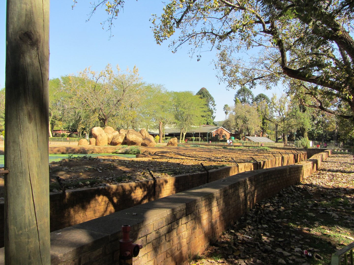 African Bush Elephant Yard