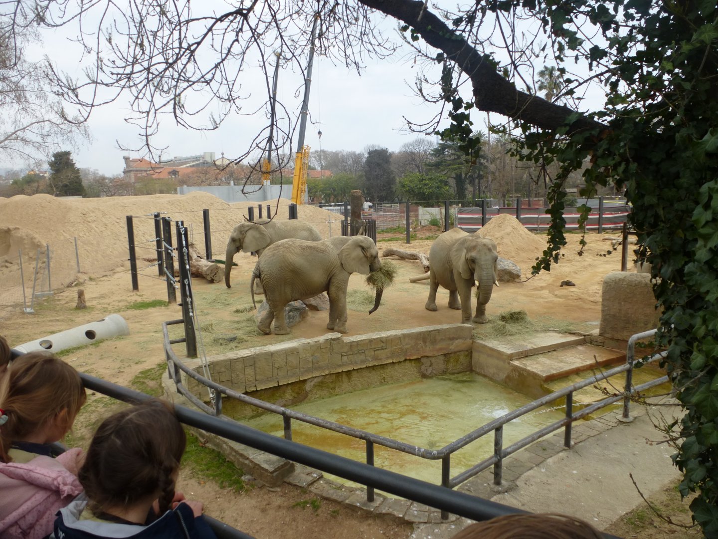 African bush elephant-Zoo Barcelona (2015)