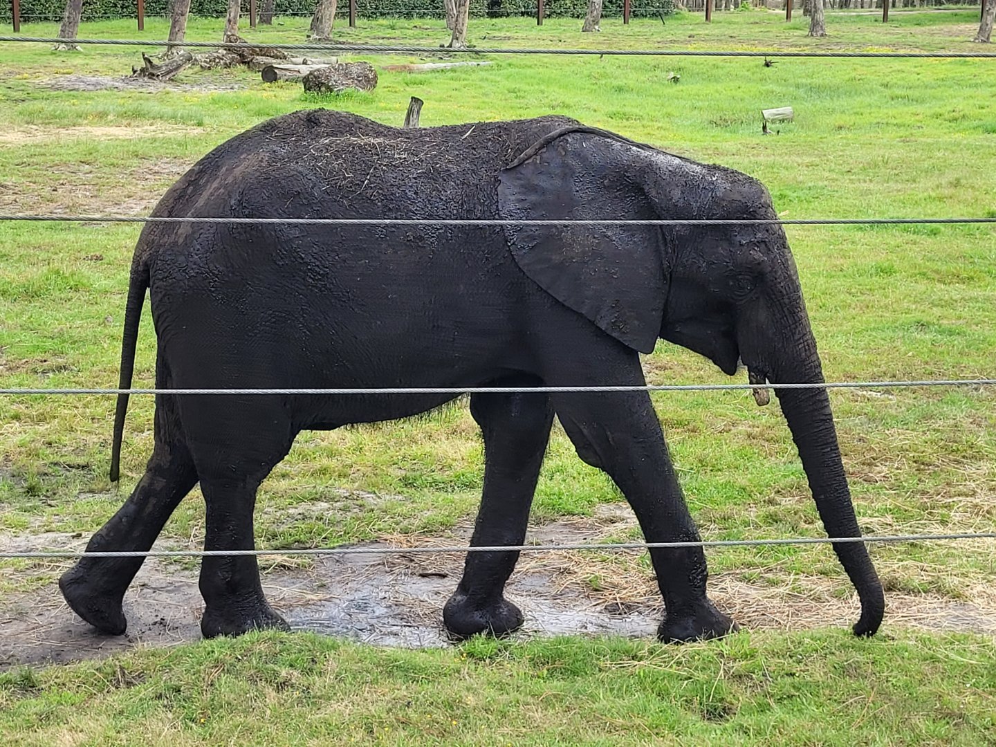 African bush elephant -Zoo du bassin d'Arcachon (2024)