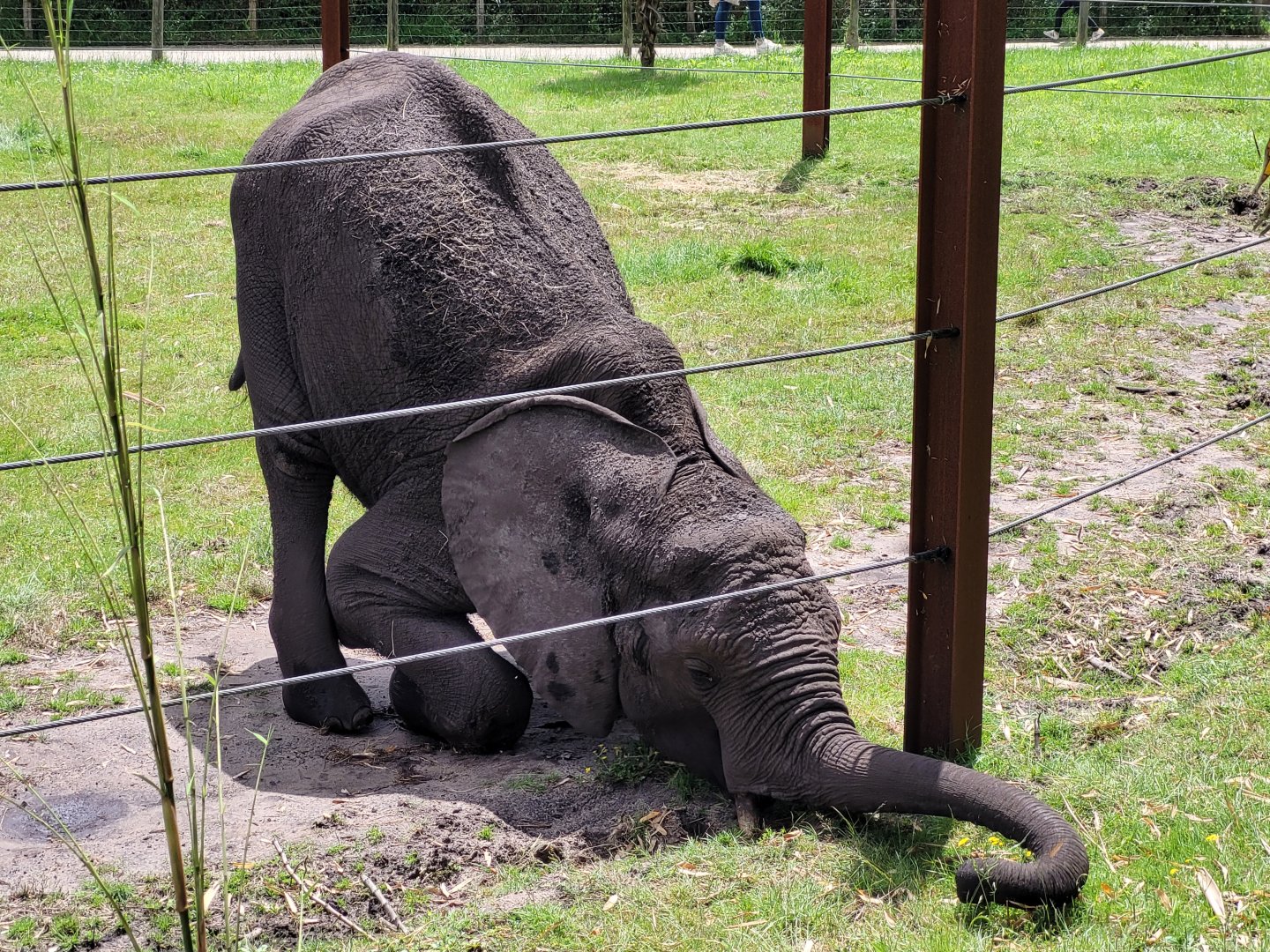 African bush elephant -Zoo du bassin d'Arcachon (2024)