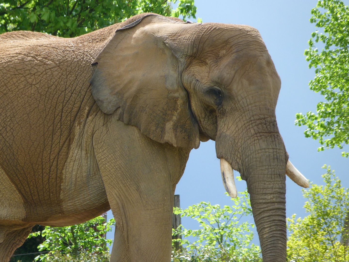 African bush elephant -ZooParc de Beauval (2025)