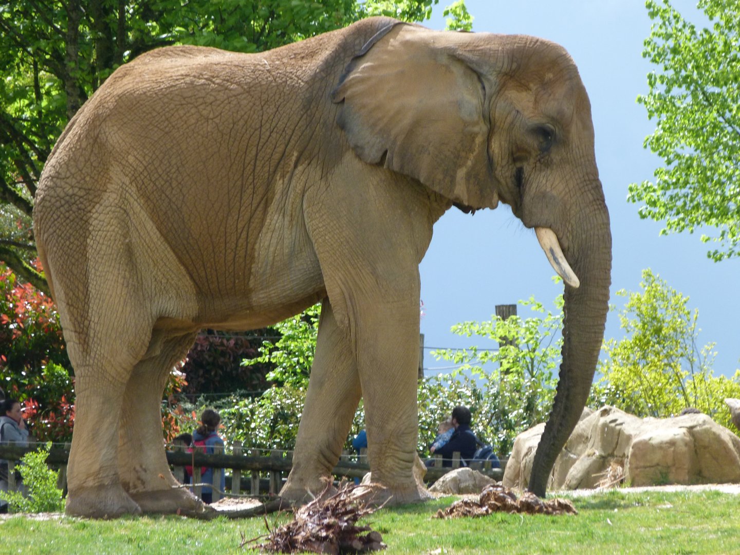 African bush elephant -ZooParc de Beauval (2025)