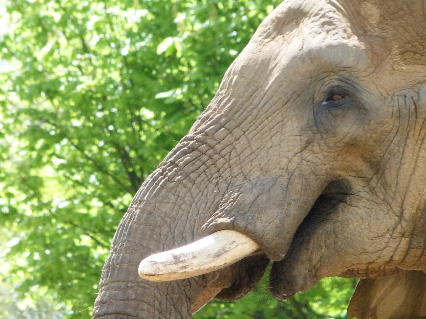 African bush elephant -ZooParc de Beauval (2025)