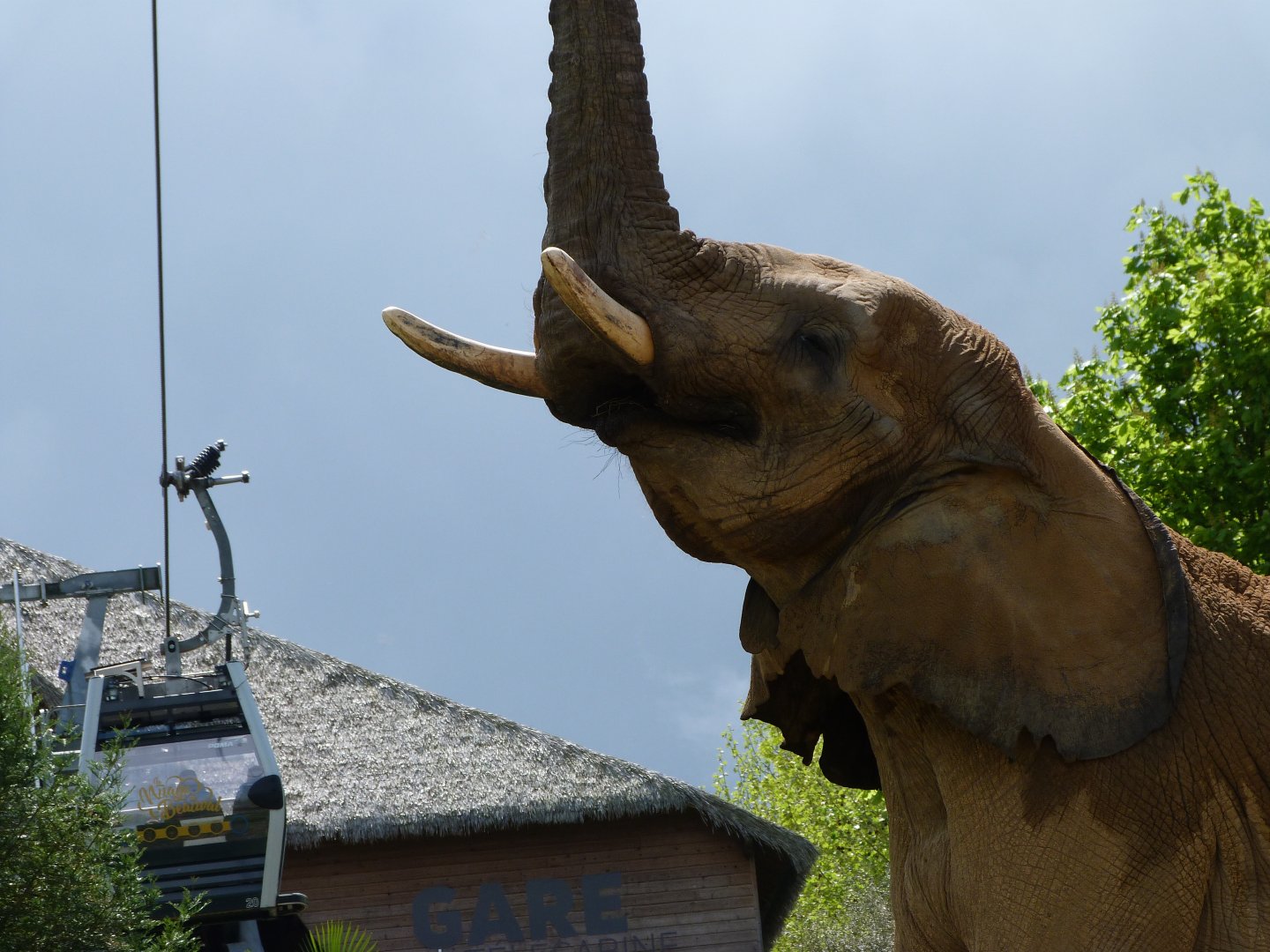 African bush elephant -ZooParc de Beauval (2025)