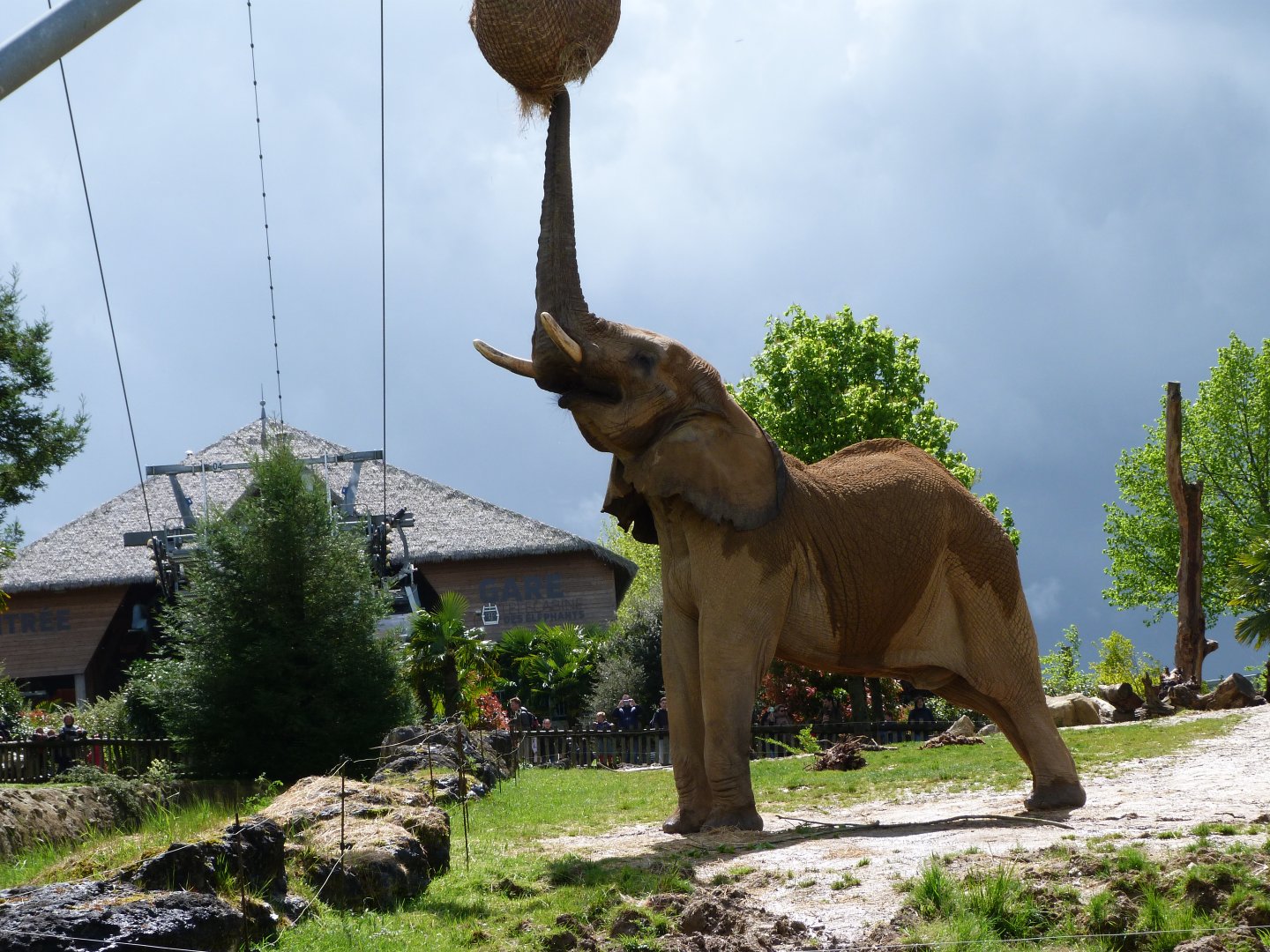 African bush elephant -ZooParc de Beauval (2025)