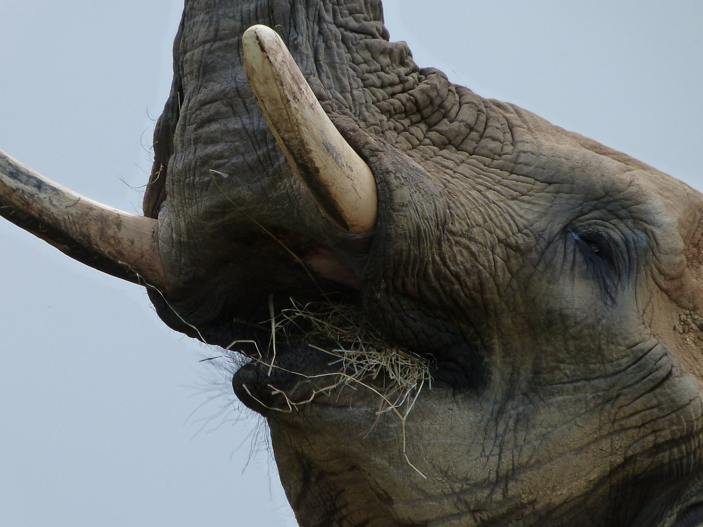 African bush elephant -ZooParc de Beauval (2025)