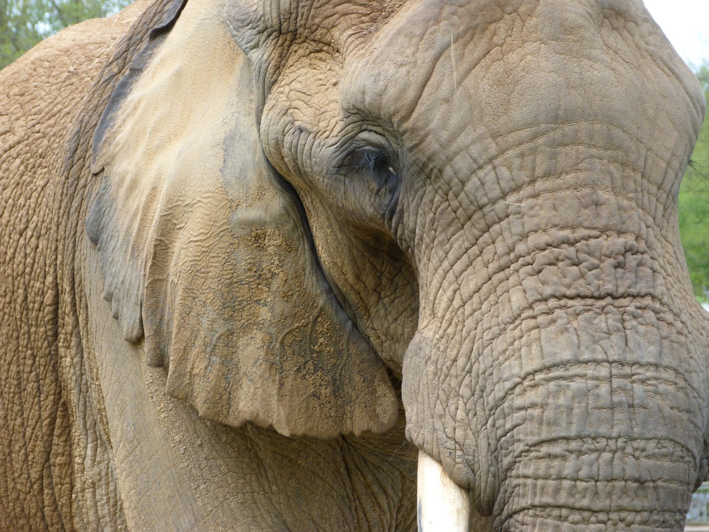 African bush elephant -ZooParc de Beauval (2025)