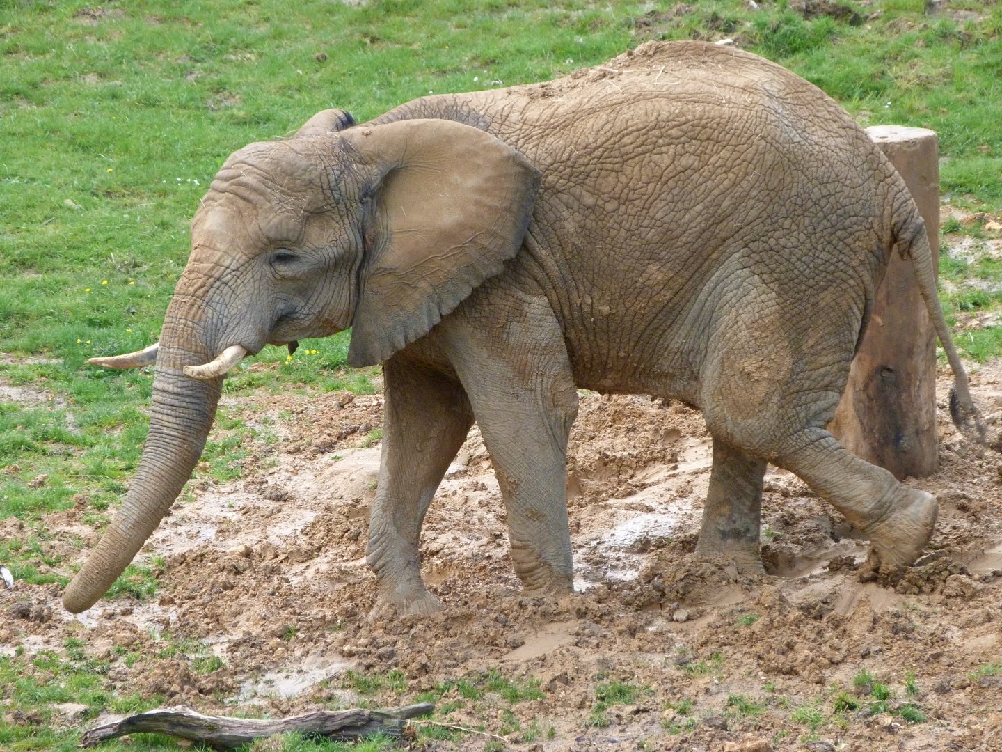African bush elephant -ZooParc de Beauval (2025)