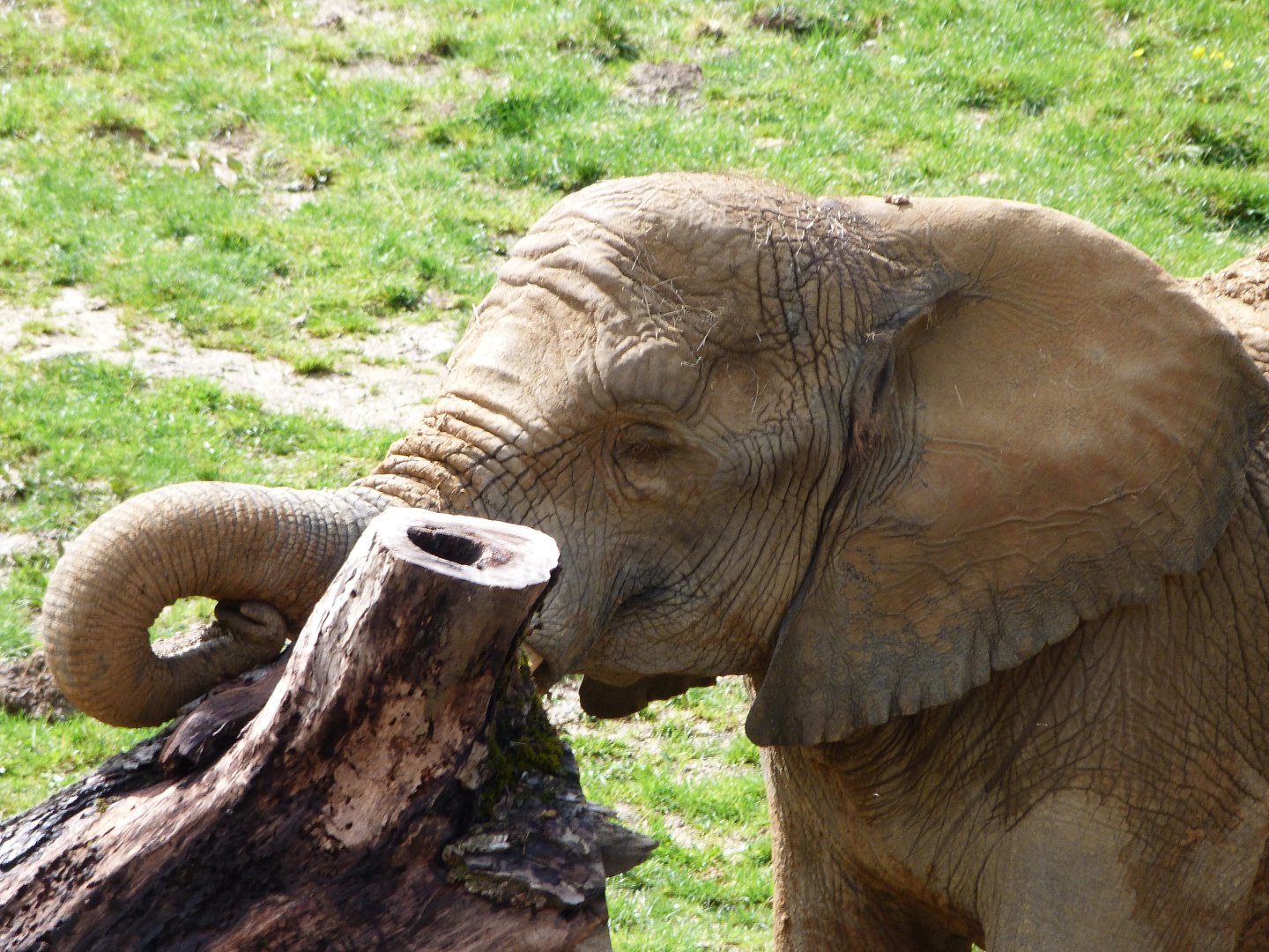 African bush elephant -ZooParc de Beauval (2025)