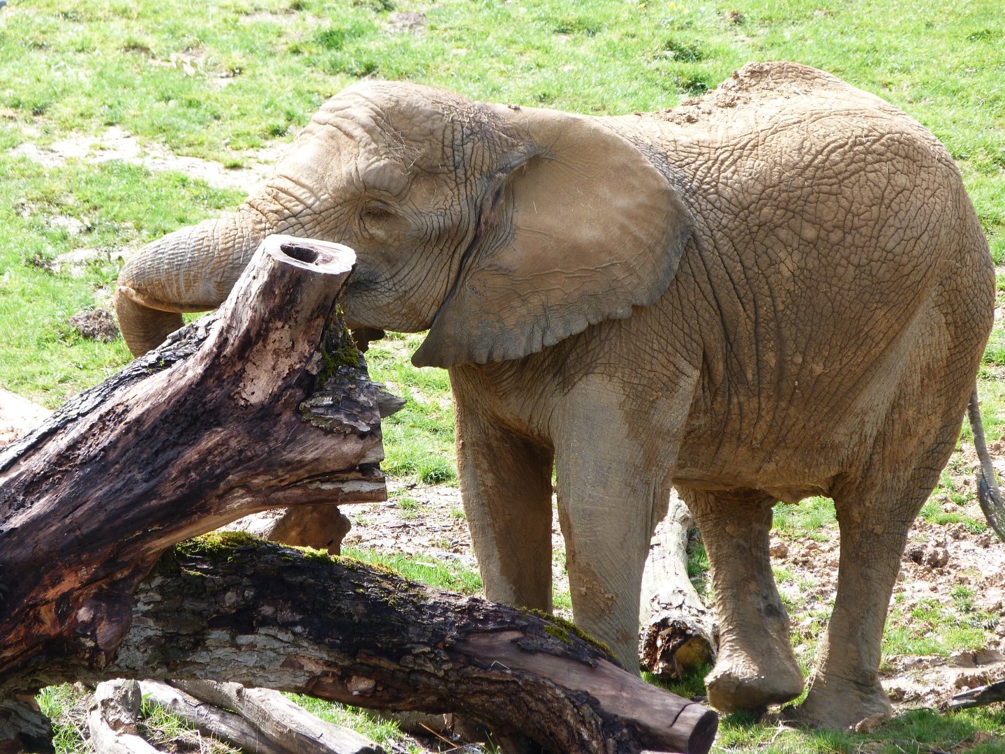 African bush elephant -ZooParc de Beauval (2025)