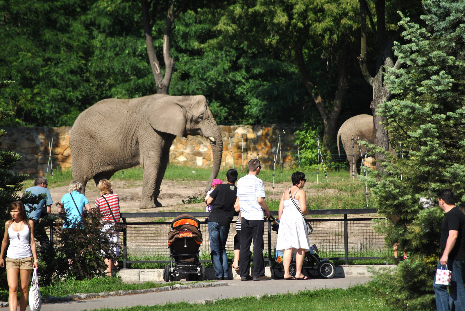 African Bush Elephant