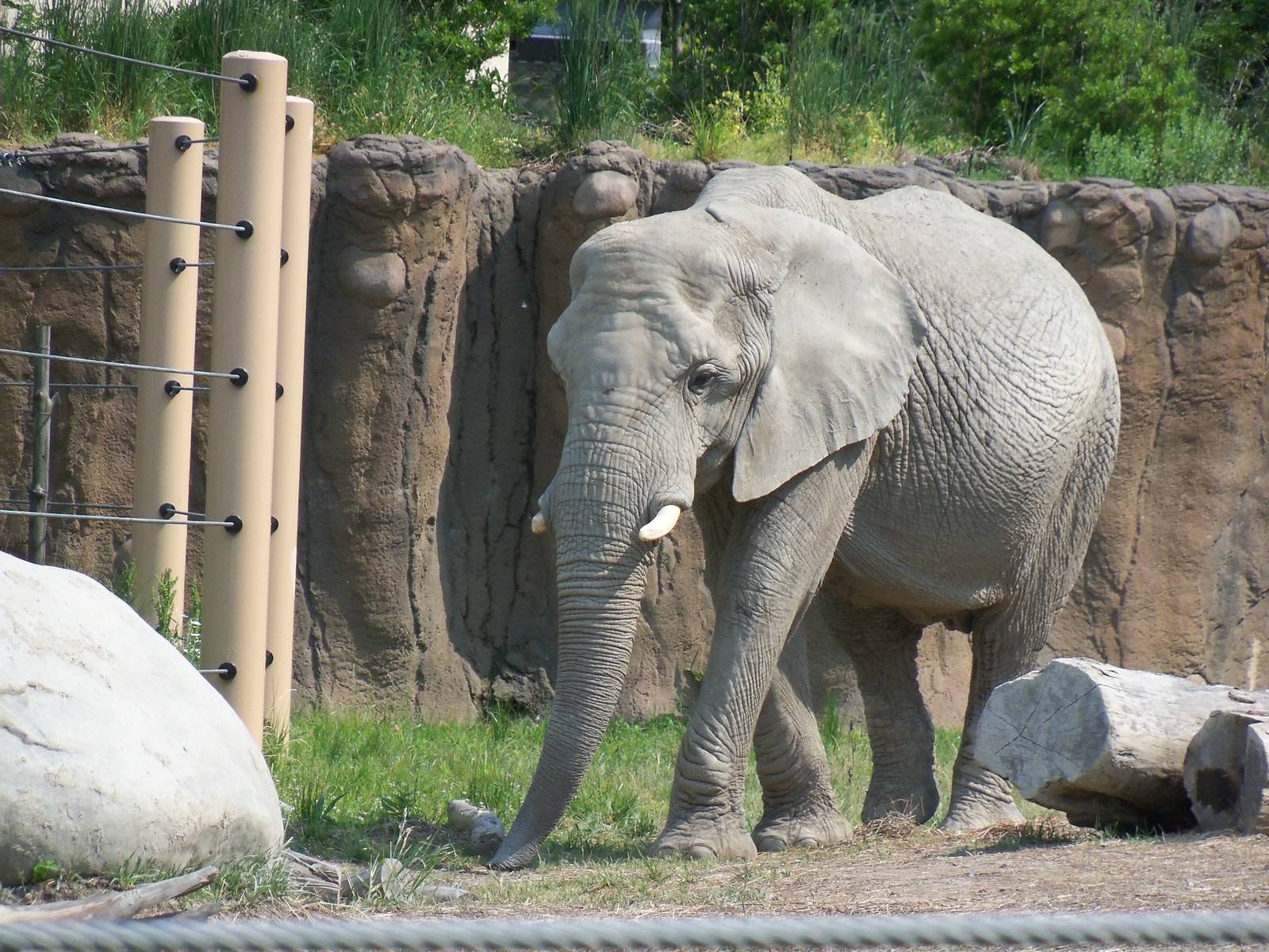 African Bush Elephant