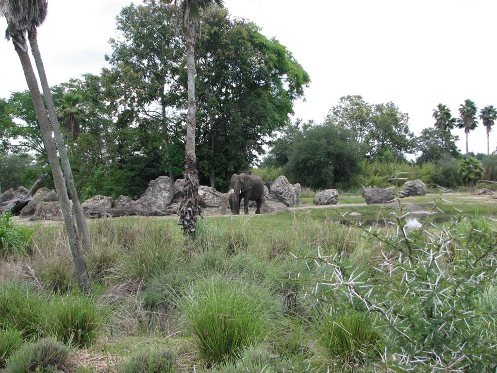 African Bush Elephant