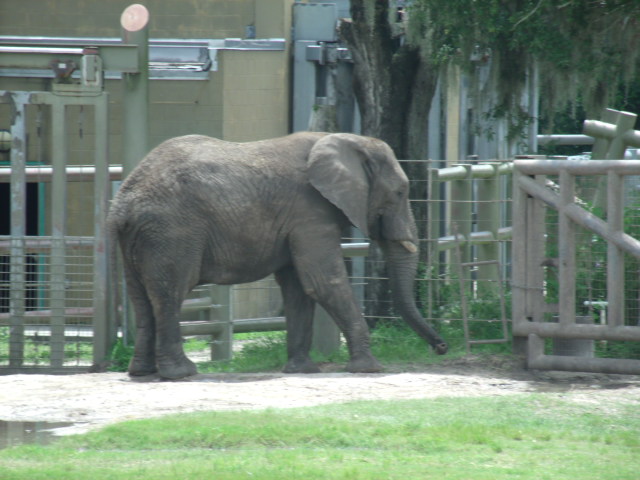 African Bush Elephant
