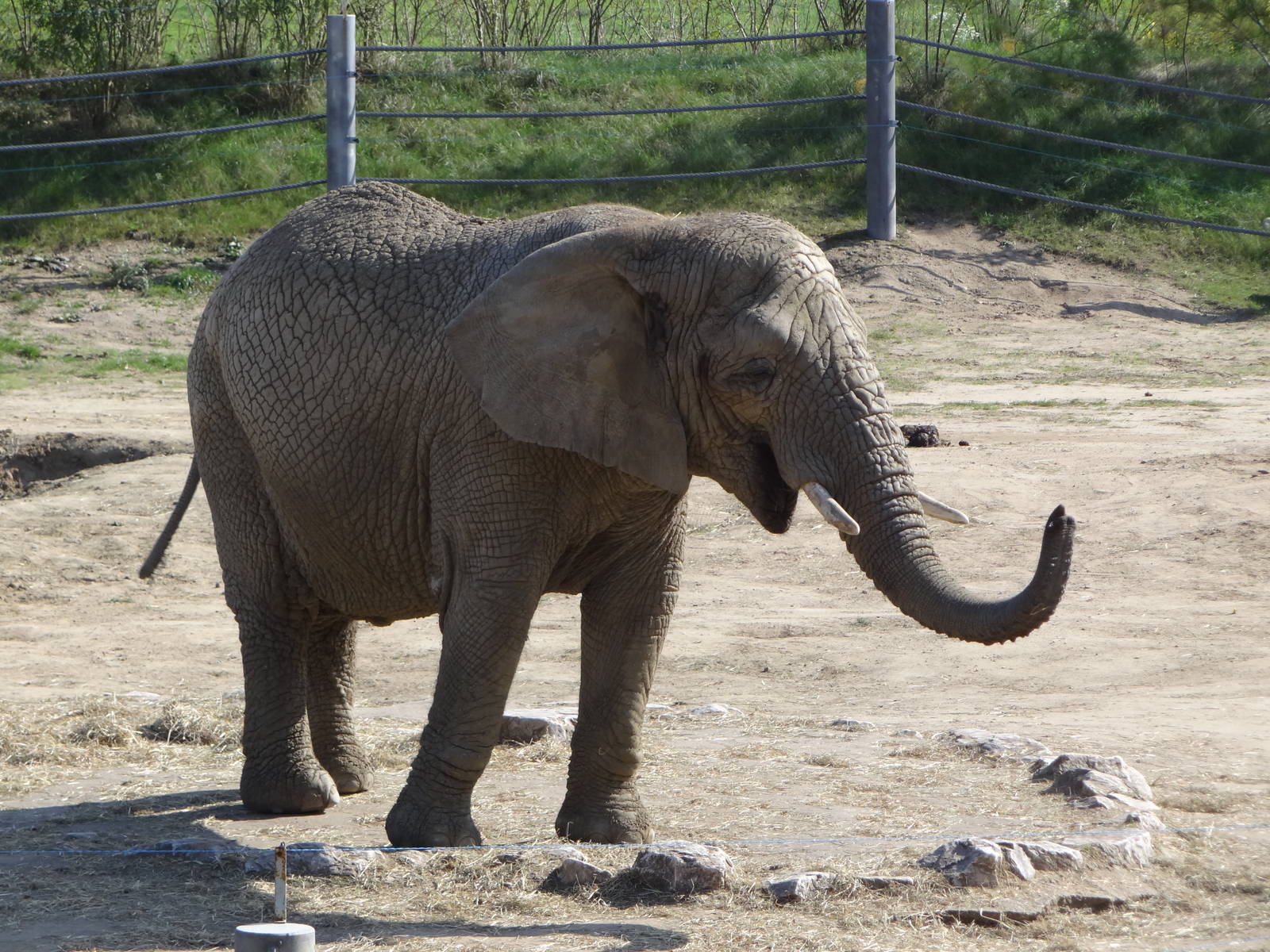 African Bush Elephant