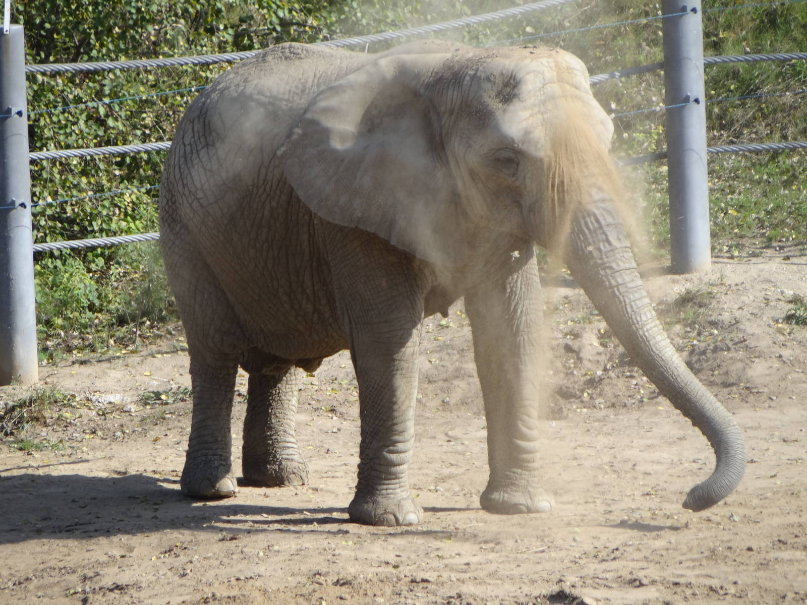 African Bush Elephant