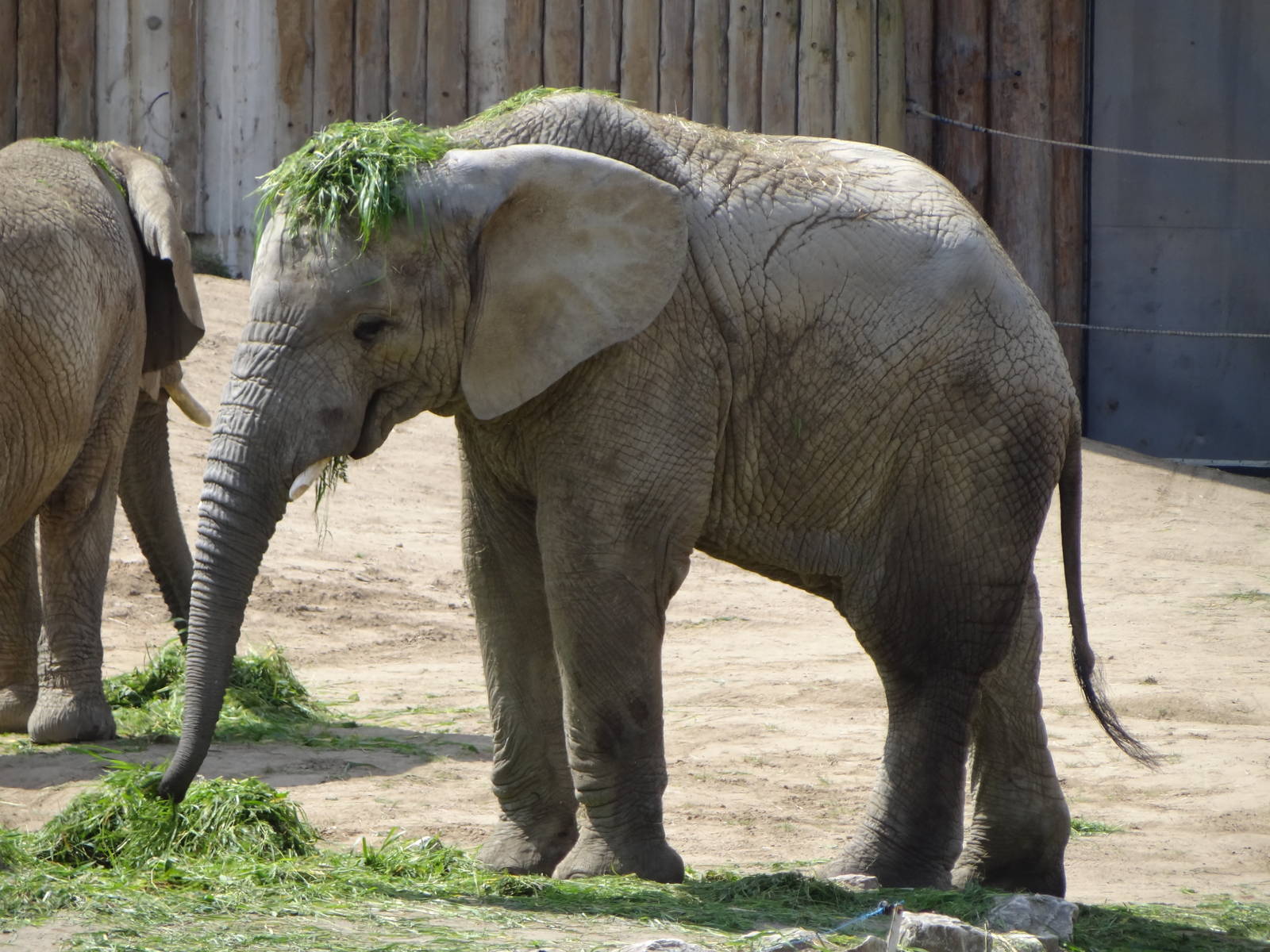 African Bush Elephant