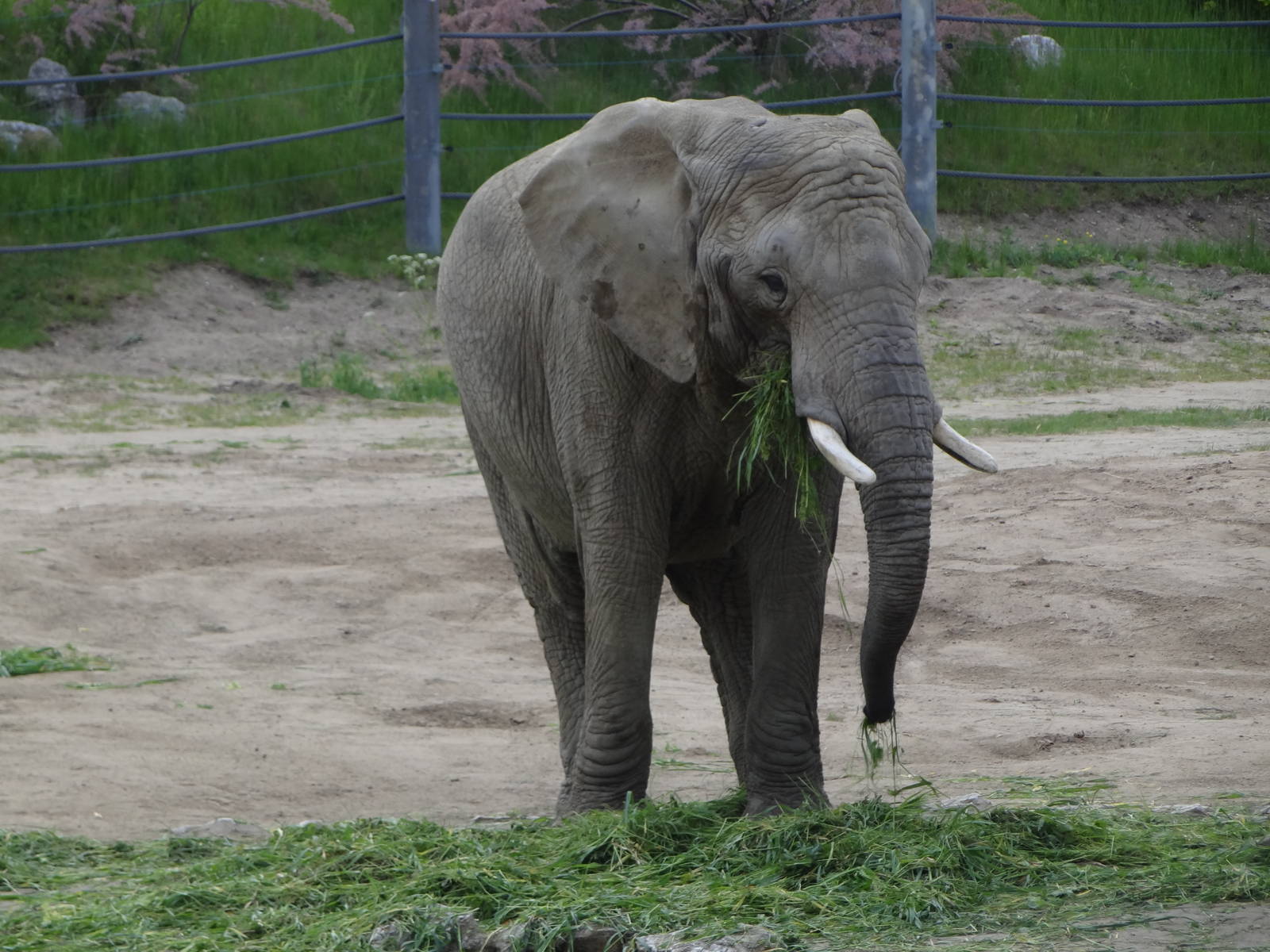 African Bush Elephant