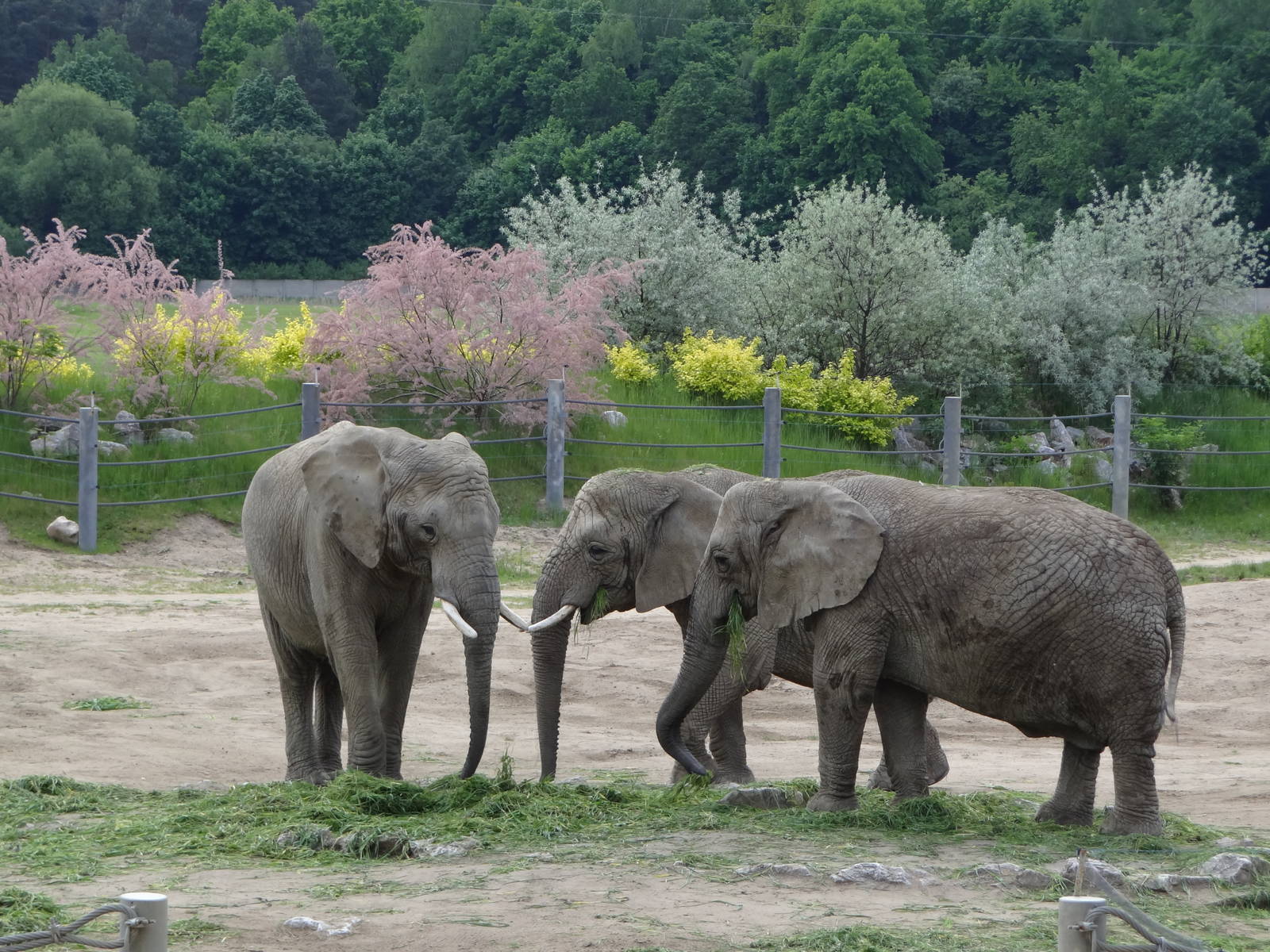 African Bush Elephant