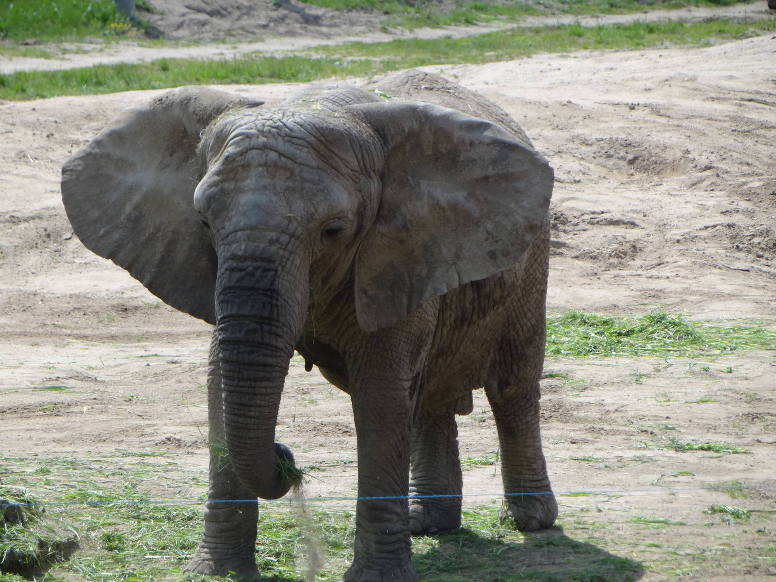 African Bush Elephant