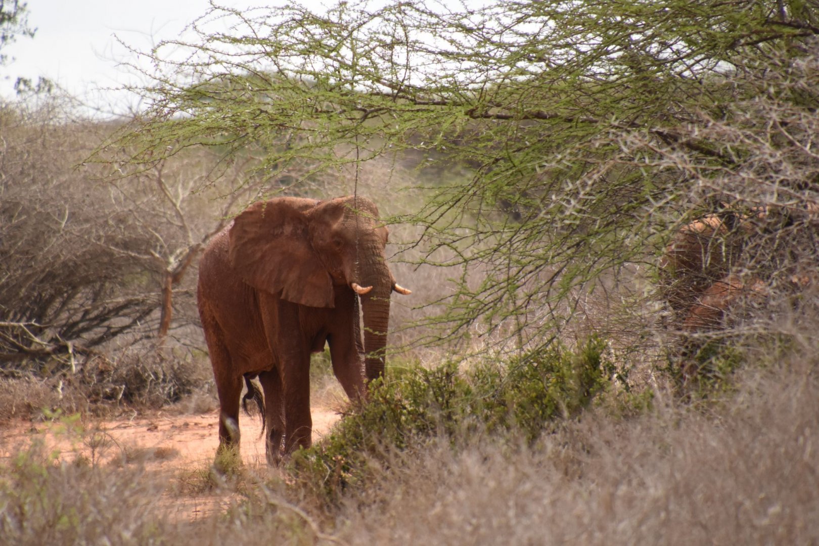 African bush elephant