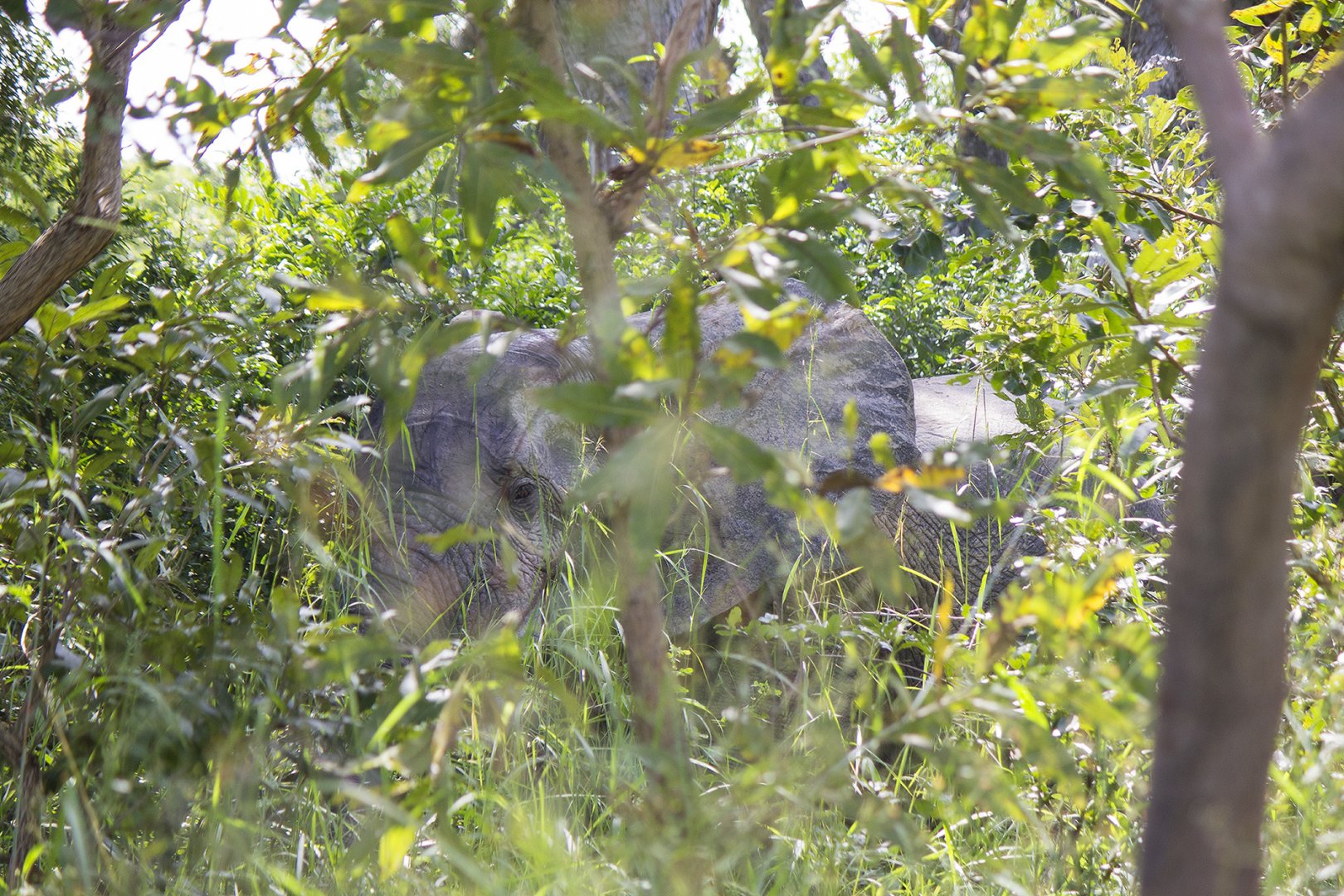 African bush elephant