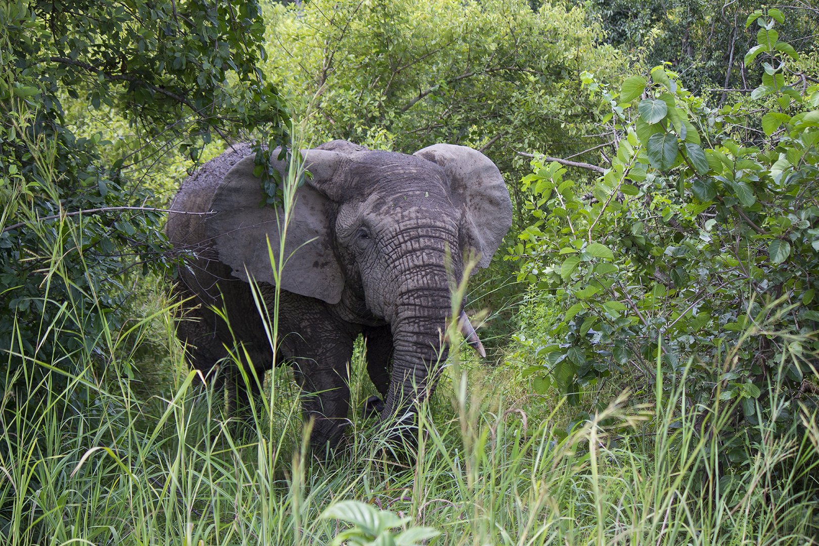 African bush elephant
