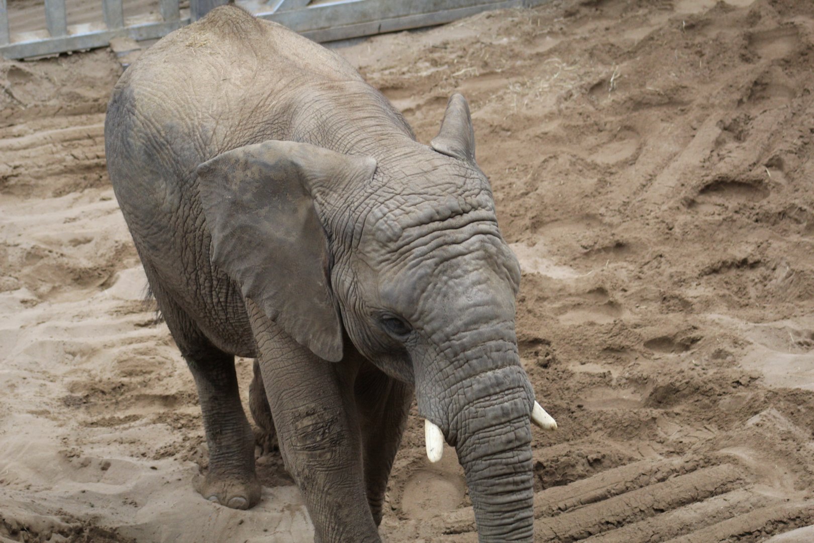 African Bush Elephant