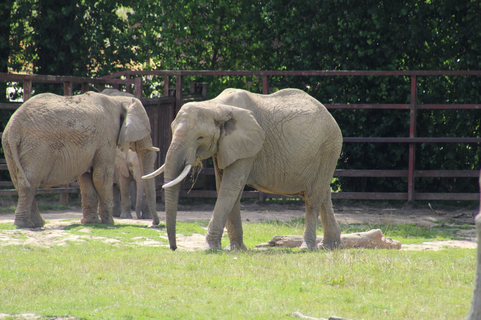 African Bush Elephant