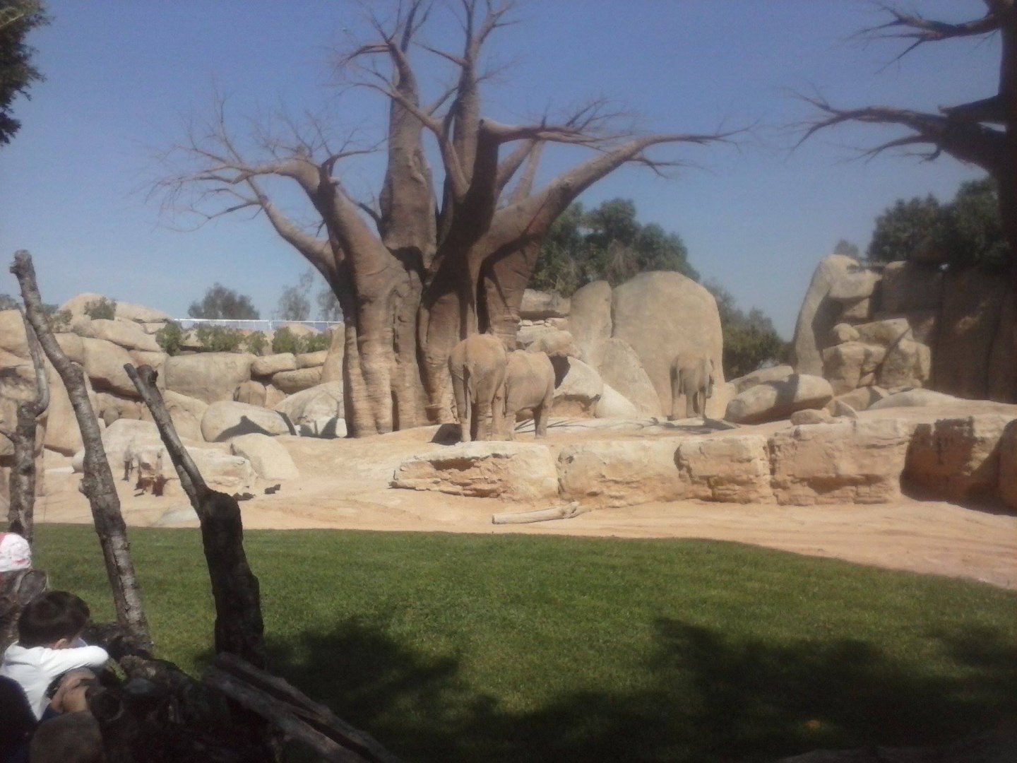 African bush elephant