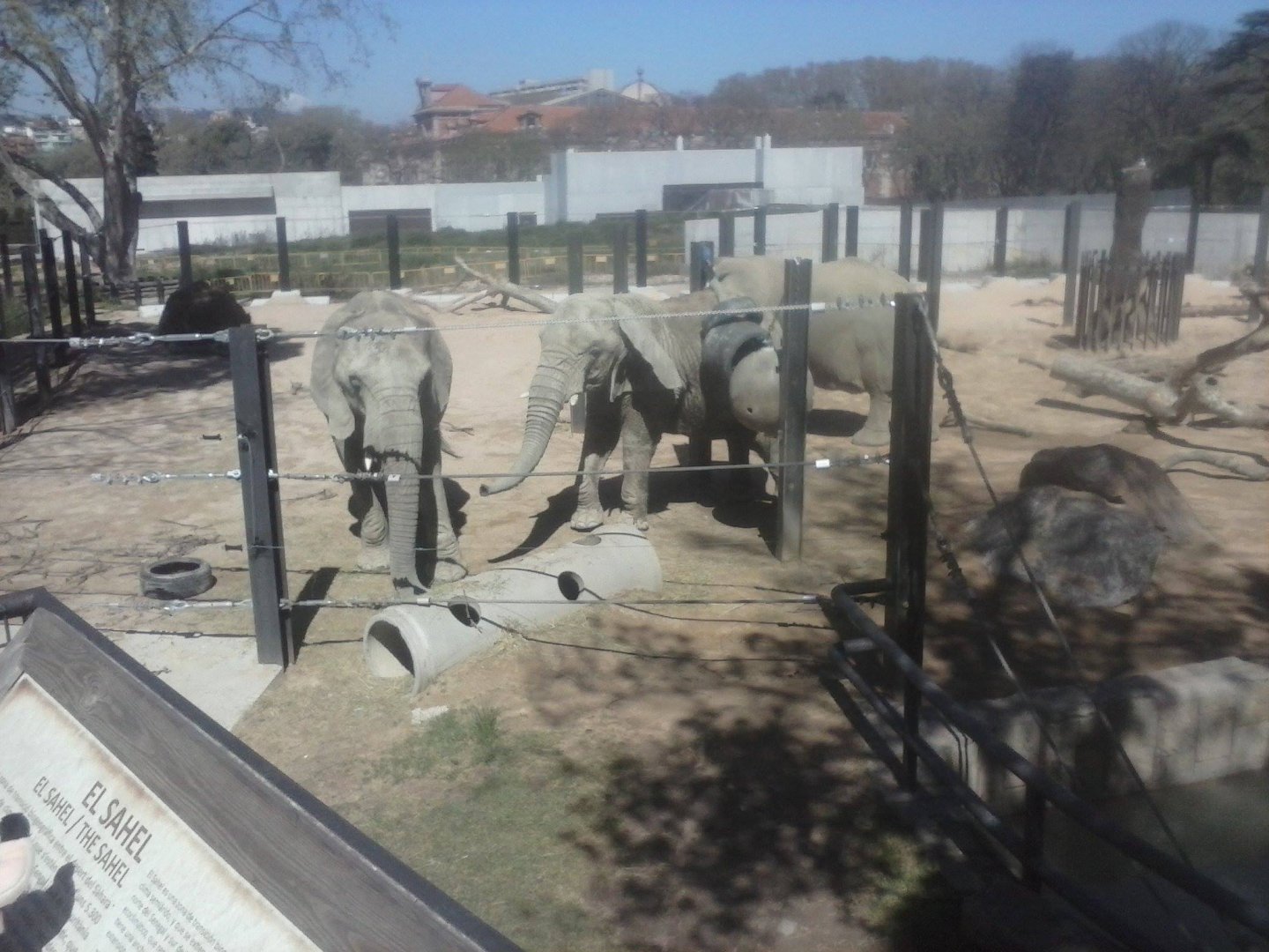 African bush elephant