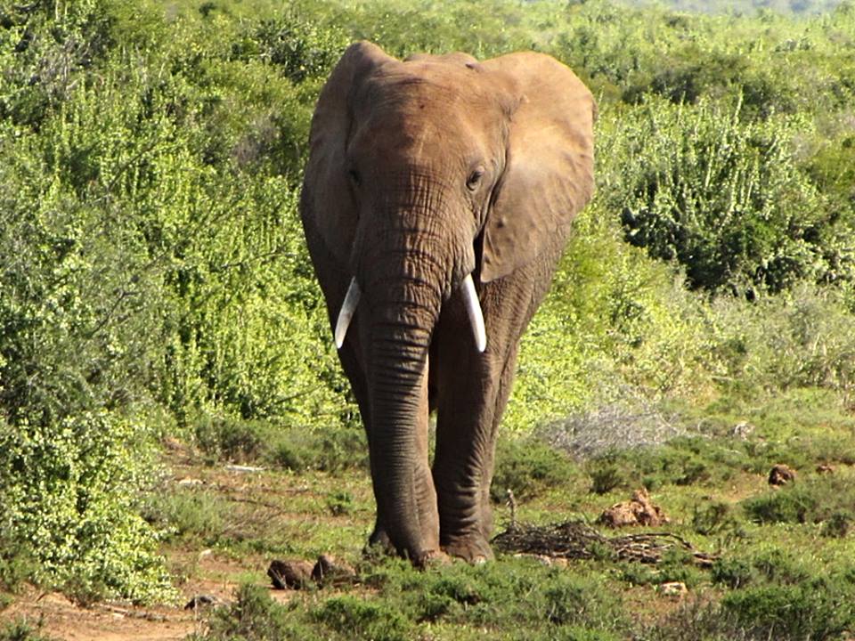African Bush Elephant