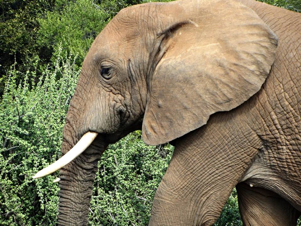 African Bush Elephant