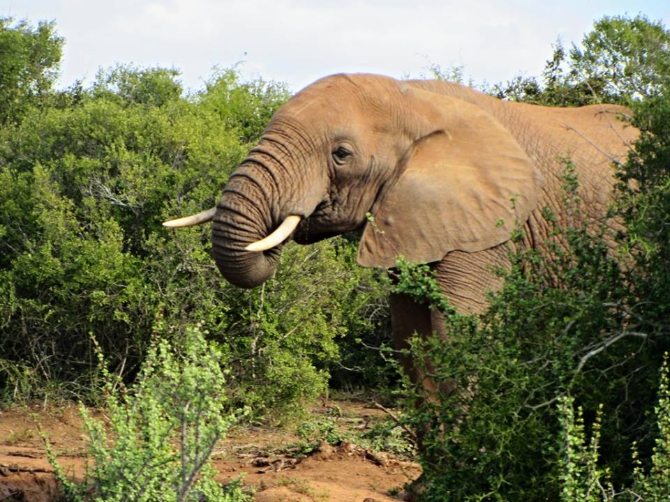 African Bush Elephant