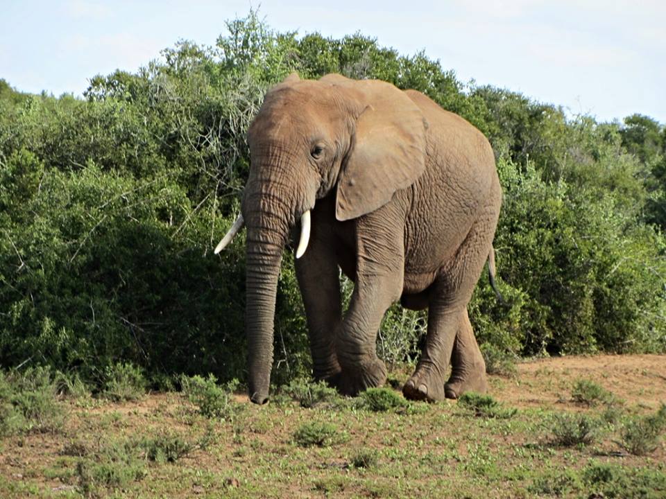 African Bush  Elephant
